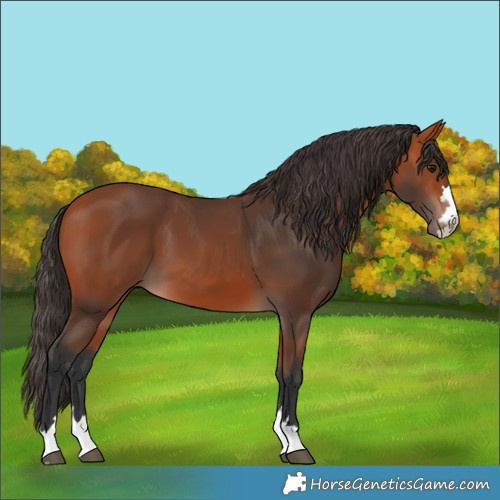 Horse Color:Bay 