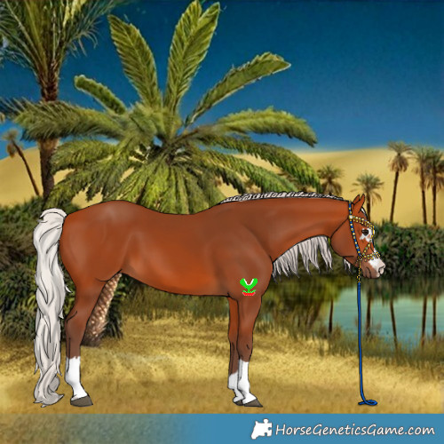 Horse Color:Silver Bay 