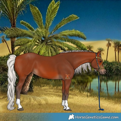 Horse Color:Silver Bay 