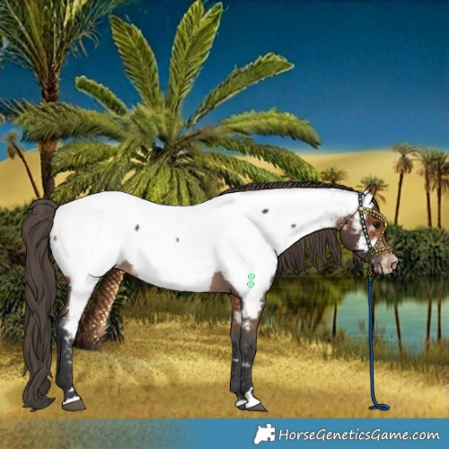 Horse Color:Bay Appaloosa 