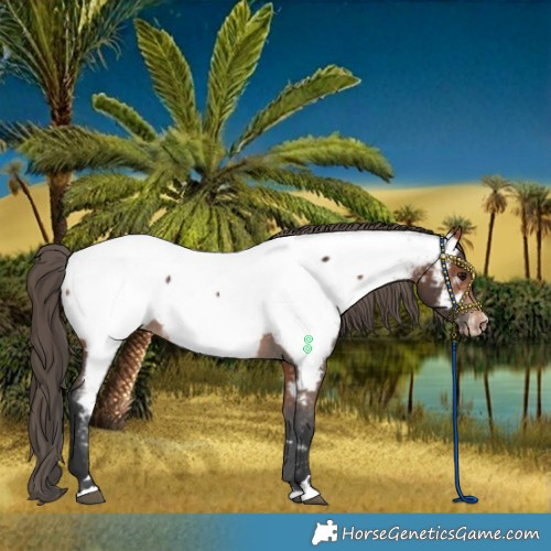 Horse Color:Bay Near Fewspot