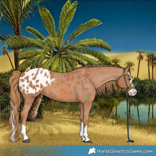 Horse Color:Chestnut Splash Appaloosa 