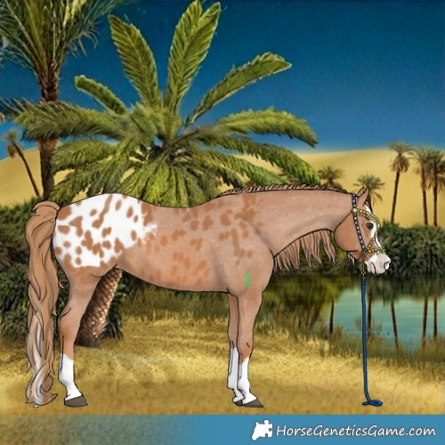 Horse Color:Chestnut Splash Blanket