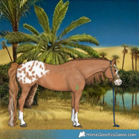 Horse Color:Chestnut Splash Blanket 