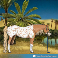 Horse Color:Chestnut Splash Blanket
