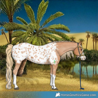 Horse Color:Chestnut Splash Blanket
