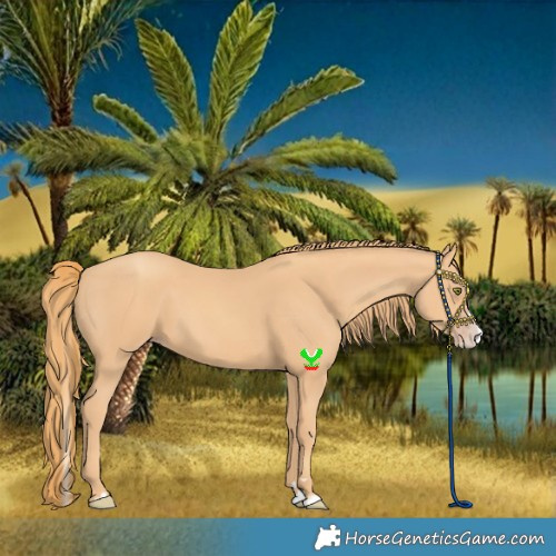 Horse Color:Gold Champagne Splash 