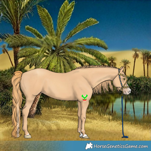 Horse Color:Gold Champagne Splash 