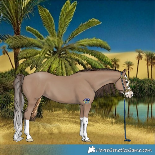 Horse Color:Classic Champagne Splash 