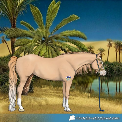 Horse Color:Gold Champagne Splash 
