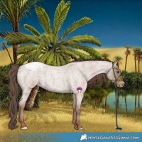 Horse Color:Classic Champagne Roan Appaloosa