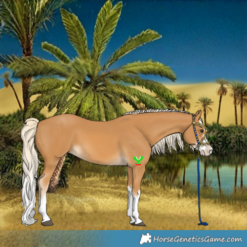 Horse Color:Palomino Splash 