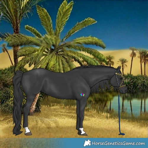 Horse Color:Black 