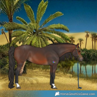 Horse Color:Brown