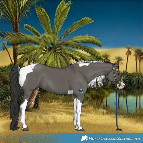 Horse Color:Grullo Splash Tobiano