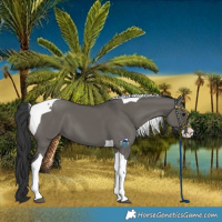 Horse Color:Grullo Splash Tobiano 