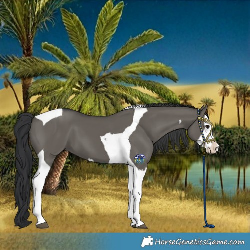 Horse Color:Grullo Splash Tobiano 