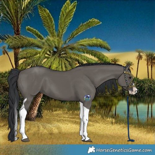 Horse Color:Grullo Splash Tobiano 