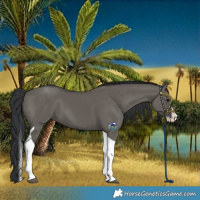 Horse Color:Grullo Splash Tobiano 