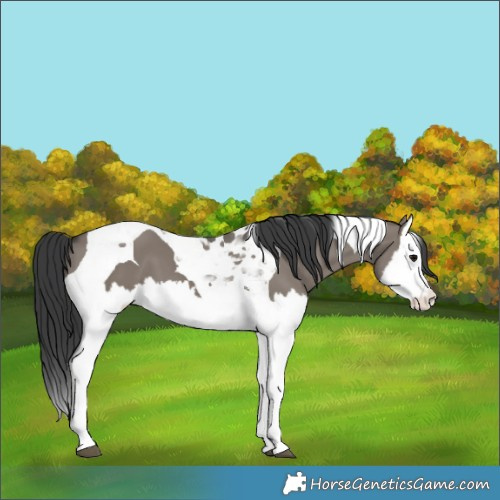 Horse Color:Grullo Splash Tobiano 