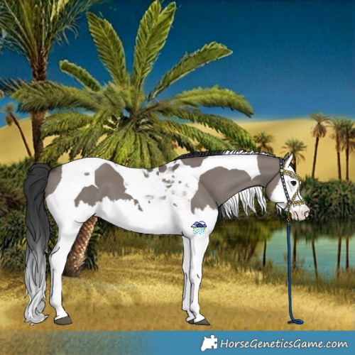 Horse Color:Grullo Splash Tobiano 