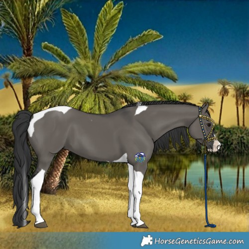 Horse Color:Grullo Splash Tobiano