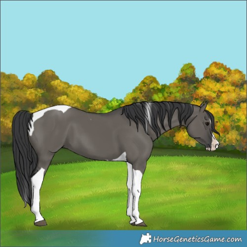 Horse Color:Grullo Splash Tobiano 
