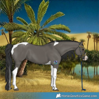 Horse Color:Grullo Splash Tobiano 