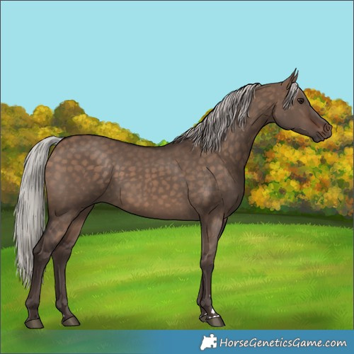 Horse Color:Silver Brown Dun
