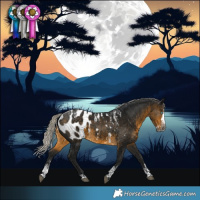 Horse Color:Powder White Gray Silver Pseudo Buckskin Splash Appaloosa 