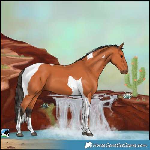Horse Color:Bay Tobiano 