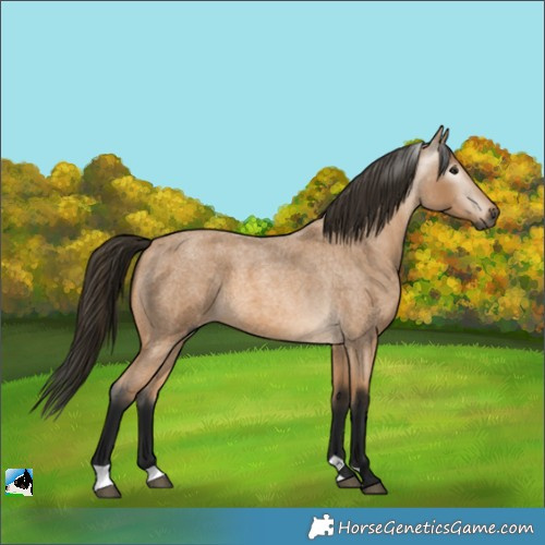 Horse Color:Gray Buckskin Roan