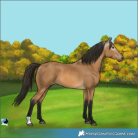 Horse Color:Gray Buckskin