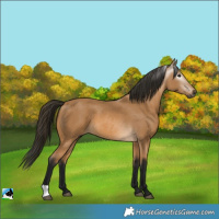Horse Color:Gray Buckskin