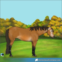 Horse Color:Gray Buckskin 
