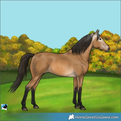 Horse Color:Gray Buckskin 