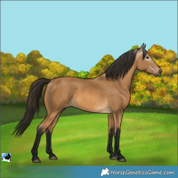 Horse Color:Gray Buckskin