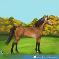 Horse Color:Gray Buckskin 