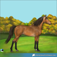 Horse Color:Gray Buckskin