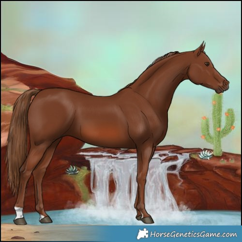 Horse Color:Chestnut 