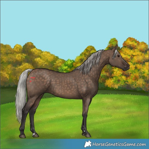 Horse Color:Silver Brown Dun 