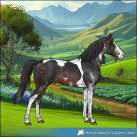 Horse Color:White Spotted Brown Splash Tobiano 