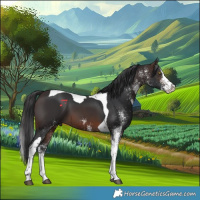 Horse Color:White Spotted Brown Splash Tobiano