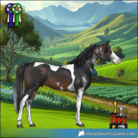 Horse Color:White Spotted Brown Splash Tobiano 