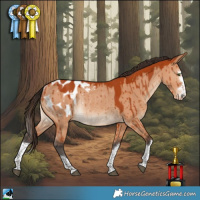 Horse Color:Bay Dun Blanket Rabicano Brindle