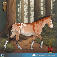 Horse Color:Bay Dun Appaloosa Rabicano Brindle 