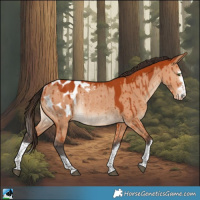 Horse Color:Bay Dun Appaloosa Rabicano Brindle