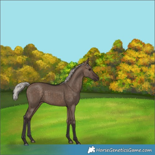 Horse Color:Silver Brown Dun 