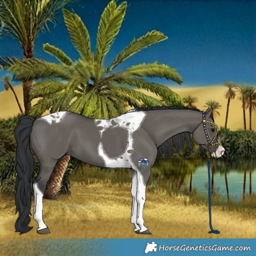 Horse Color:Grullo Splash Tobiano 
