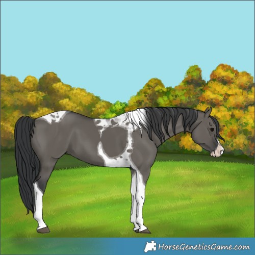 Horse Color:Grullo Splash Tobiano 